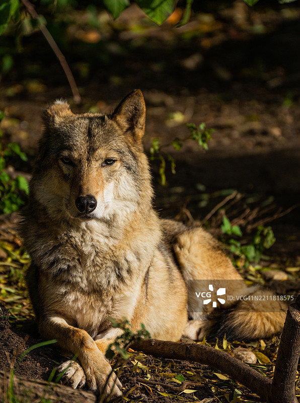 坐在田野上的狗的肖像图片素材