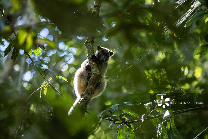 好奇的婴儿树袋鼠在阿瑟顿图片素材