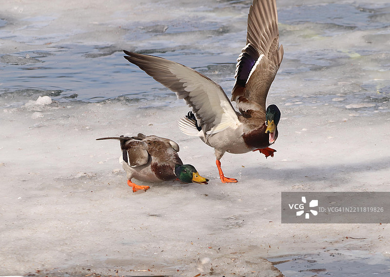 高角度视图的鸟儿栖息在海滩上图片素材
