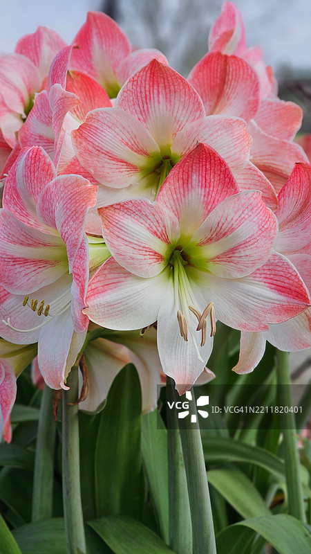 粉色花朵的特写，阿拉巴马州费尔霍普，美国图片素材