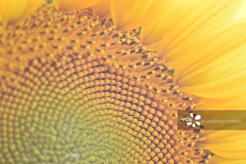 向日葵特写图片素材