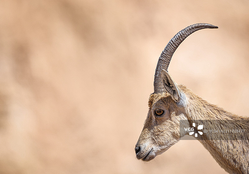 鹿的特写镜头图片素材