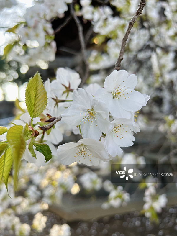 日本春天的白色樱花特写图片素材