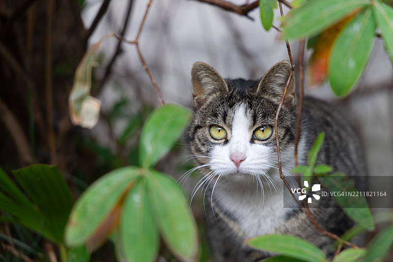 猫的肖像，扬州，江苏，中国图片素材
