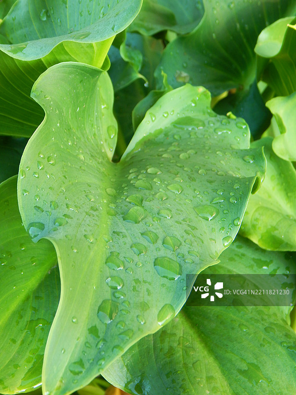 湿润叶子的特写图片素材