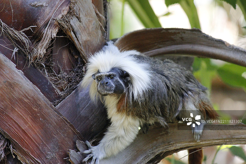 树上的棉花特写图片素材