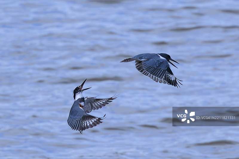 鸟类在海面上空飞翔的特写，爱荷华城，爱荷华州，美国图片素材