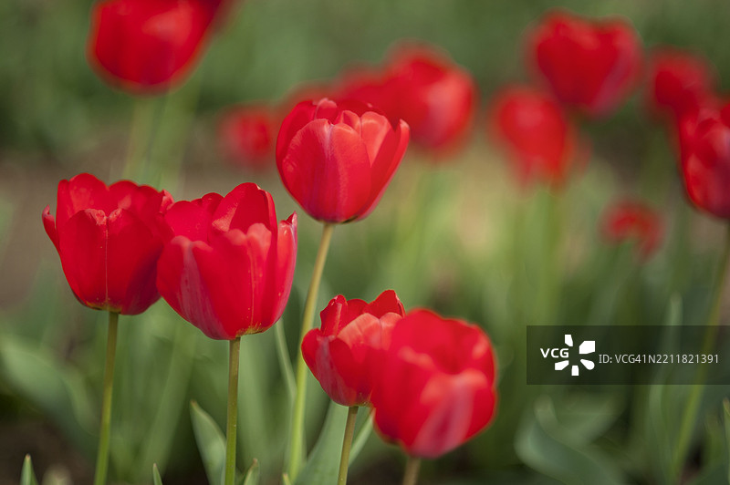 红色郁金香的特写镜头图片素材