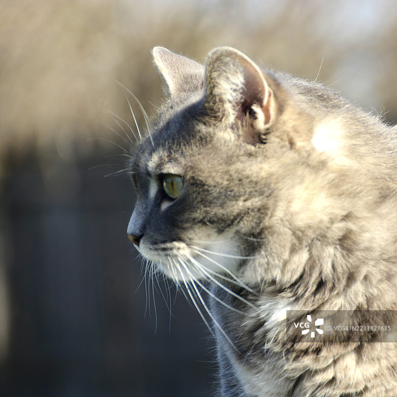 猫的特写，西弗吉尼亚州，峰顶，美国图片素材