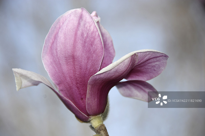 粉色花朵特写，西弗吉尼亚州，峰顶，美国图片素材