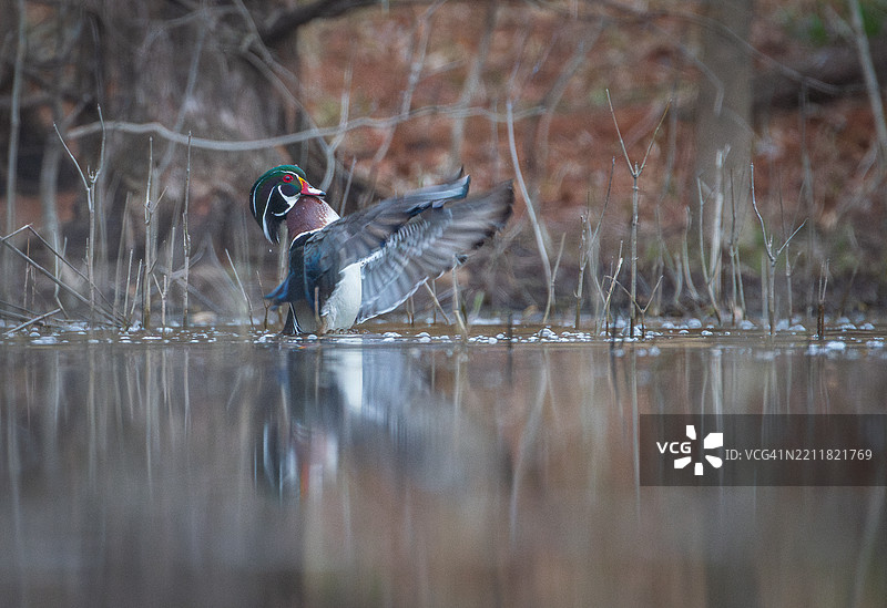 湖面上空飞翔的鸭子特写，西奥兰治镇，新泽西州，美国图片素材