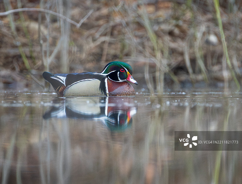 湖面上的绿头鸭和鸳鸯特写，位于新泽西州西奥兰治镇，美国图片素材