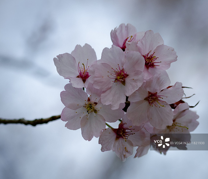 樱花特写图片素材