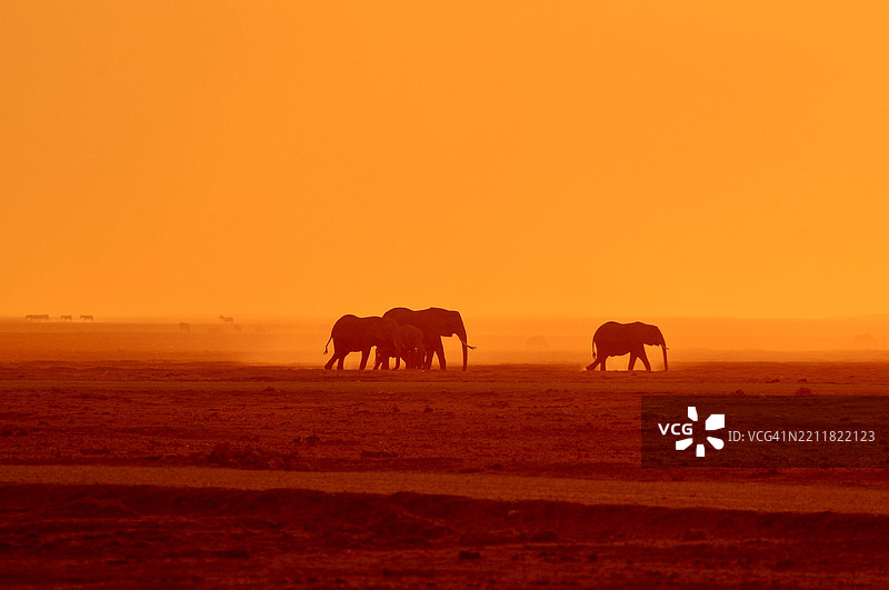 肯尼亚卡吉亚多的象群剪影图片素材