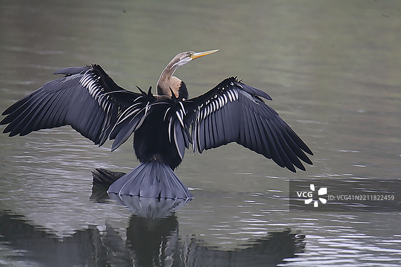 阿萨姆邦印度湖泊中水鸬鹚的特写镜头图片素材