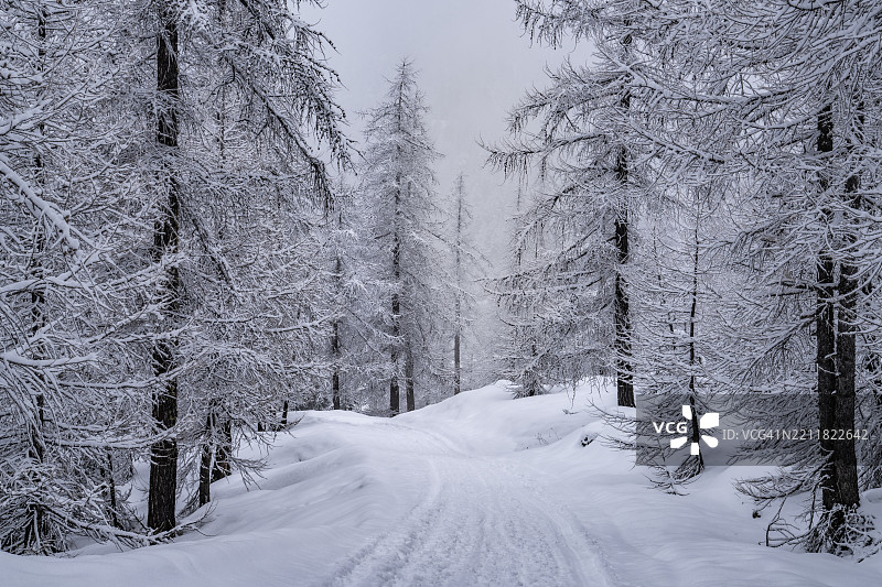 雪覆盖的风景中的树木图片素材