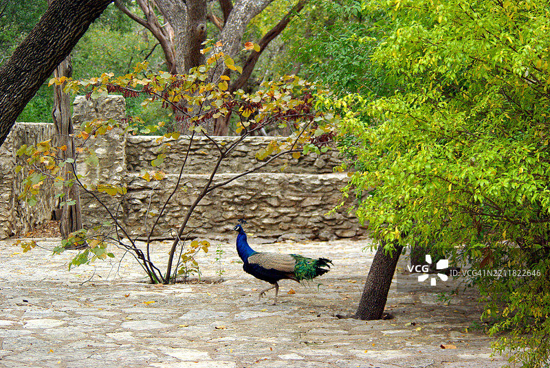 侧面视角的孔雀栖息在田野上，德克萨斯州奥斯丁，美国图片素材