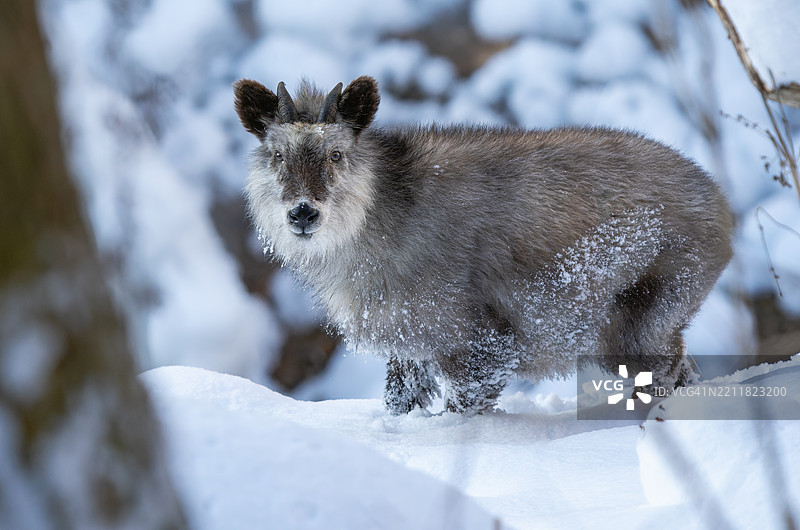 在雪地上站立的袋鼠肖像图片素材