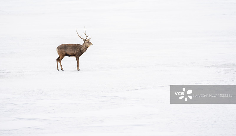 侧面视角的鹿在雪覆盖的田野上行走图片素材