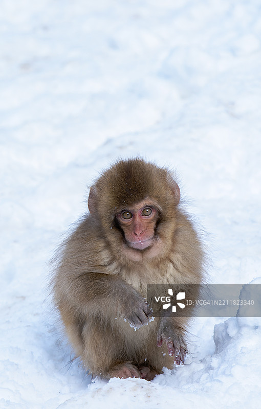 坐在雪上的日本猕猴肖像图片素材