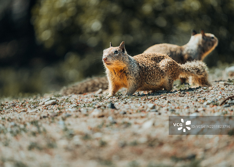 加州隆波克田野上的松鼠特写图片素材