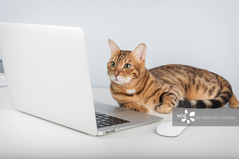 猫在家中或办公室使用电脑图片素材