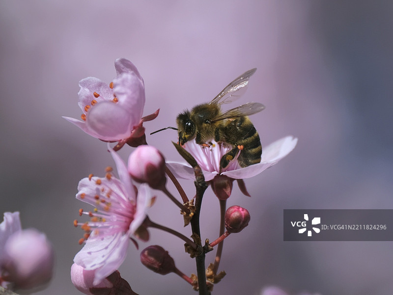 蜜蜂在粉色花朵上的特写镜头图片素材