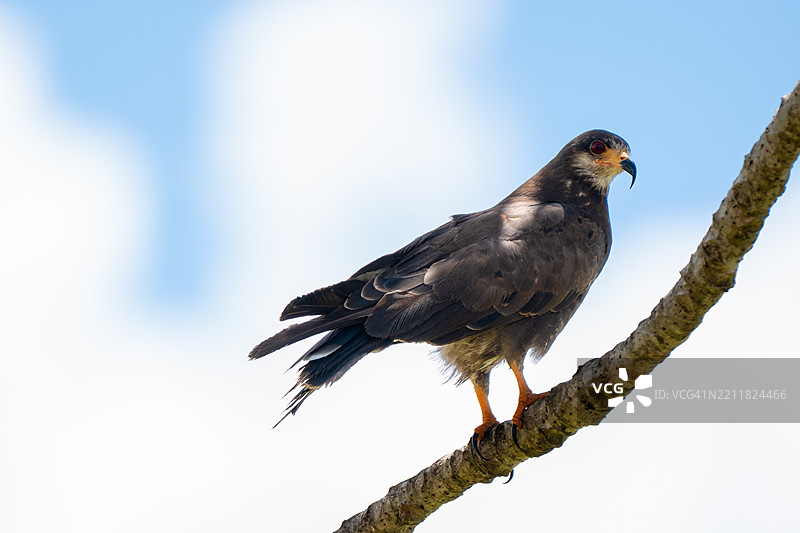 蜗牛鹰（Rostrhamus sociabilis）低角度视图，鸟栖息在树枝上，背景为天空，巴西图片素材