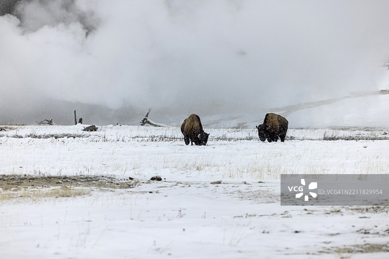 冬季野牛在喷泉背景下觅食。图片素材