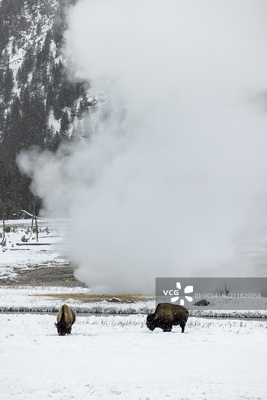 冬季野牛在喂食，背景有间歇泉。图片素材