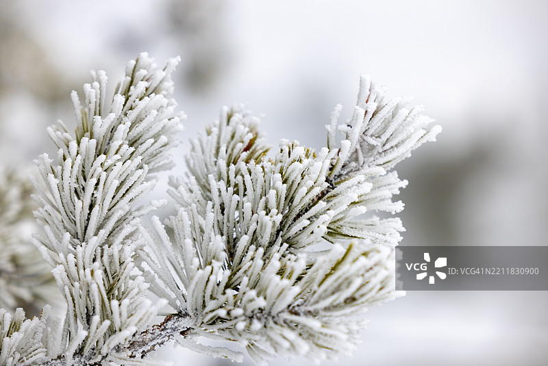 雪松针的特写镜头图片素材
