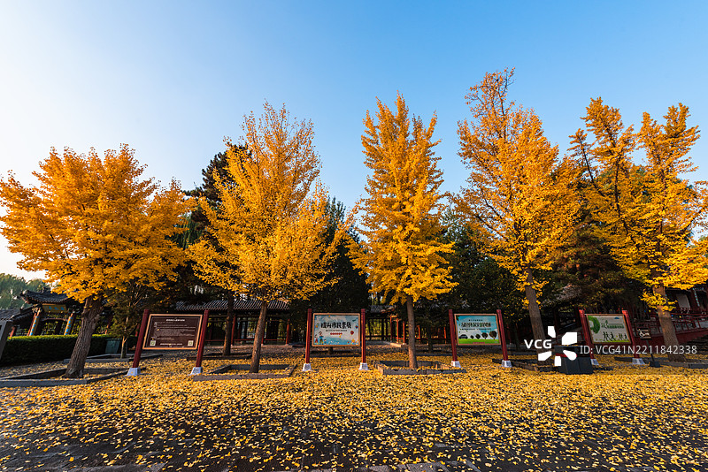 晋祠位于中国山西省太原市。秋天的金色银杏树图片素材