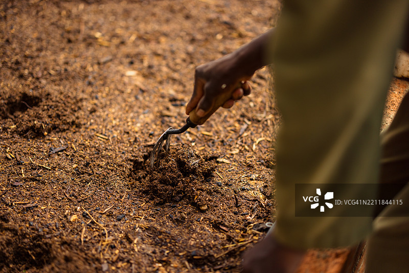 园丁使用手动耕耘器松动花园床土壤图片素材
