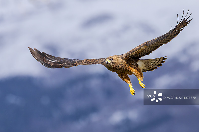 斯温森鹰图片素材