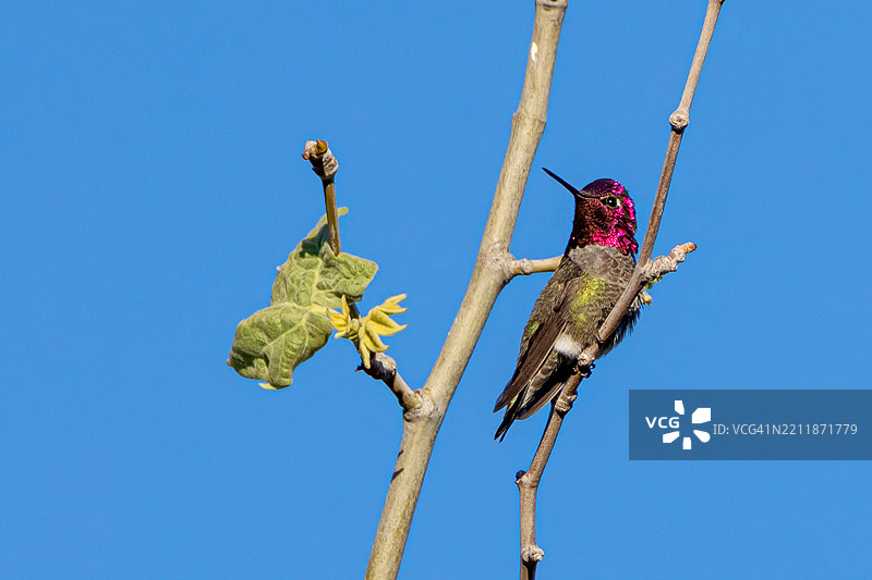 安娜的蜂鸟图片素材