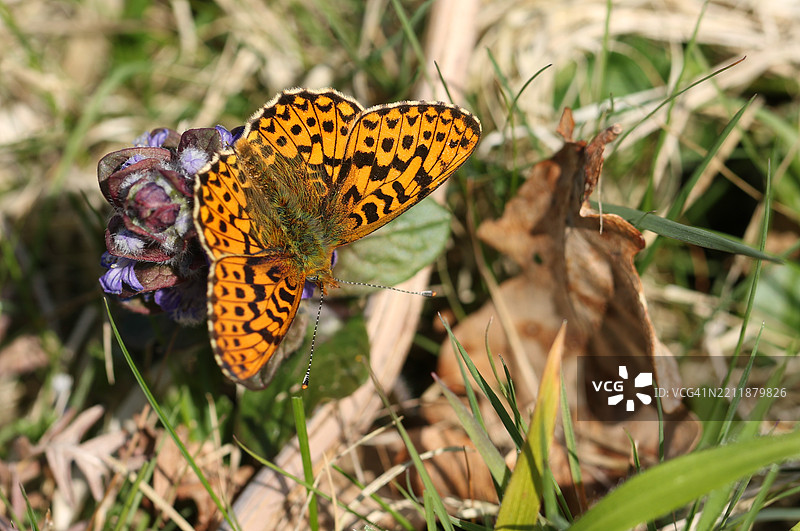 一只罕见的边缘珍珠蛱蝶（Boloria euphrosyne）在开花的蓝钟花上吸 nectar。图片素材