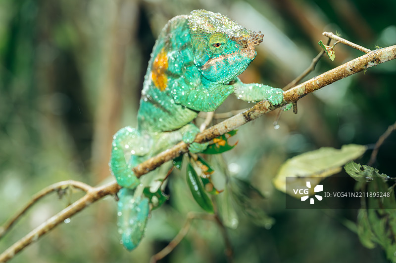 覆盖着水滴的变色龙图片素材