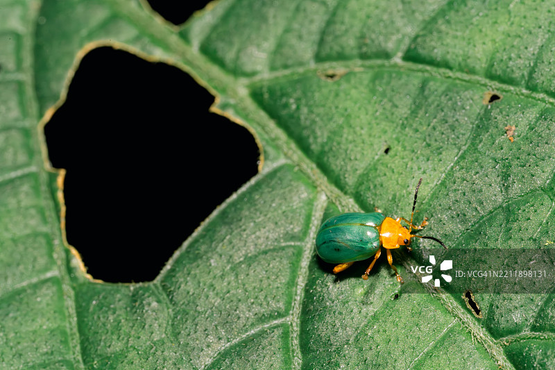 一只绿色的叶甲虫正在啃食一片叶子图片素材