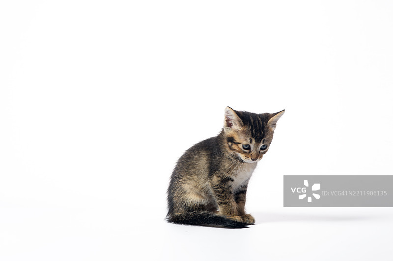 小猫在白色背景前害怕地坐着图片素材