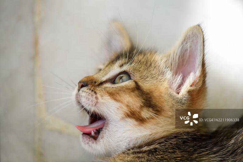 小虎斑小猫惊讶地张着嘴图片素材