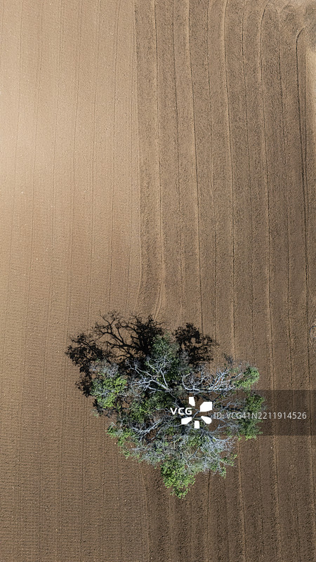 田野中树木的鸟瞰图图片素材