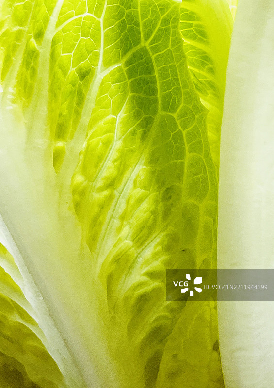 生菜特写图片素材