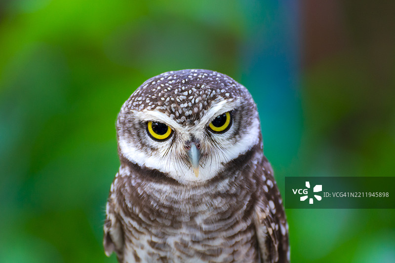 栖息在木头上的洞鹰特写肖像图片素材
