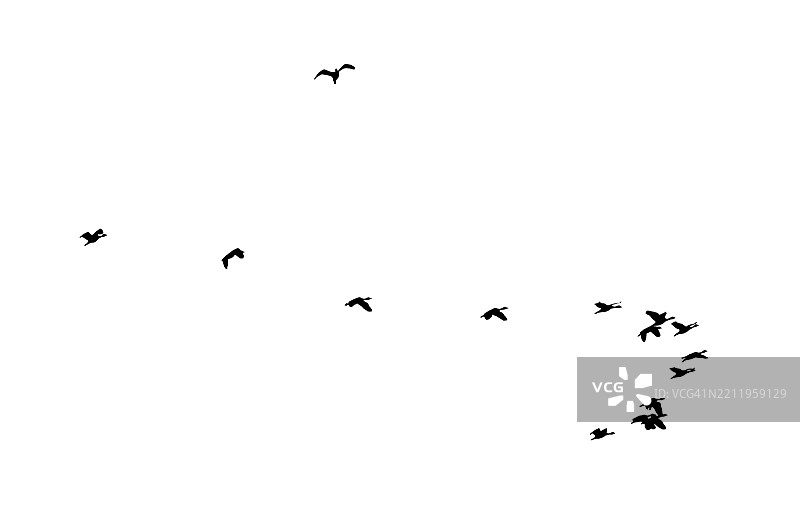黑鸟剪影 一群黑鸟在天空中飞翔，背景为白色。鸟，飞，孤立，海鸥，群体。鸟剪影 黑鸟群。飞翔的鸽子群体孤立在白色背景上。保存为剪切图。图片素材