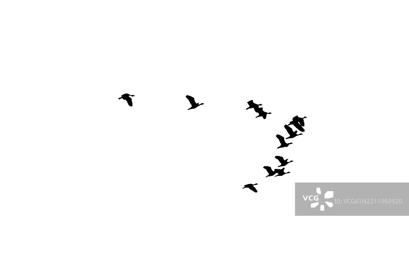 鸟的剪影 一群鸟 一群黑色的鸟在天空中飞翔，背景为白色。鸟，飞，孤立，海鸥，群体。鸟的剪影 黑色鸟群。飞翔的鸽子群体孤立在白色背景上。保存为剪切图像。图片素材