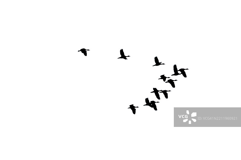 黑色鸟群的剪影 一群黑色的鸟在天空中飞翔，背景为白色。鸟，飞，孤立，海鸥，鸟群。鸟的剪影 黑色鸟群。飞翔的鸽子群体在白色背景上孤立。保存为剪切图像。图片素材