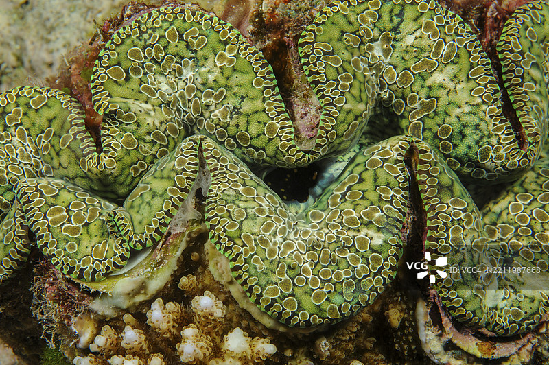 泪滴巨蛤(Tridacna noae)外套膜的水下特写照片,诺亚巨蛤,太平洋,雅浦岛,雅浦州,卡罗琳群岛,密克罗尼西亚联邦,澳大利亚, 大洋洲图片素材