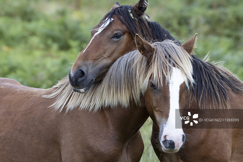 两匹棕色马在雪墩国家公园的边缘,友好而亲密地将头靠在一起,地点位于威尔士的佩恩曼莫尔、德威吉菲尔基、卡纳封郡、康威县。图片素材