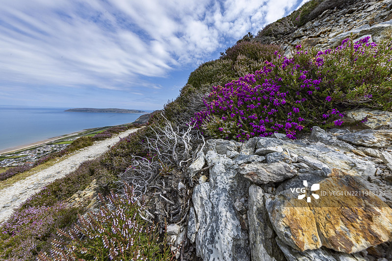 阳光明媚的斯诺多尼亚国家公园边缘,佩恩曼莫尔,德威吉维尔基,卡纳封郡,康威县,威尔士,英国,欧洲的岩石景观,紫色开花的石楠(Erica)和陡峭的海崖。图片素材