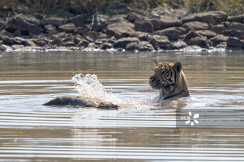老虎（美洲虎，学名：Panthera tigris），孟加拉虎或印度虎，大型猫科动物（Pantherinae），食肉动物（Carnivora），濒临灭绝，正在水中玩耍被猎杀的野猪（Sus scrofa），萨图拉国家公园，虎保护区，中央邦，帕赫马尔希生物圈。图片素材
